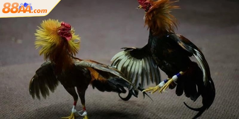 Luật Đá Gà Miền Bắc Là Gì? Tìm Hiểu Ngay Để Không Phạm Luật 4 Một điểm đặc biệt trong luật là cấm dùng thuốc tăng lực, chất kích thích