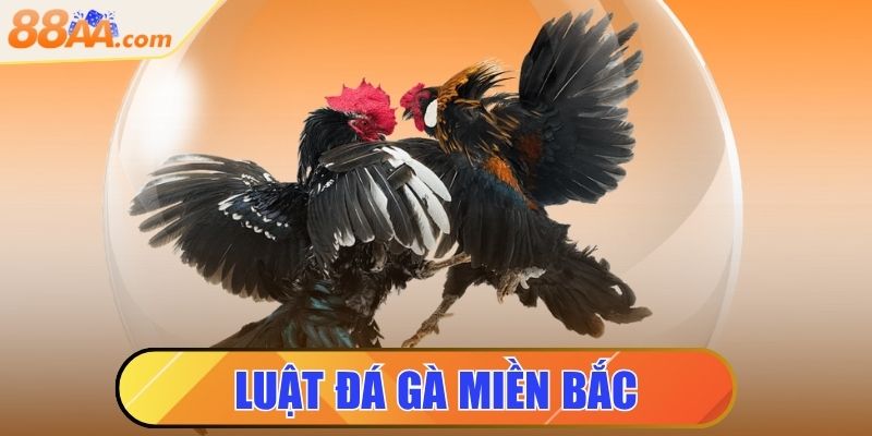 Luật Đá Gà Miền Bắc Là Gì? Tìm Hiểu Ngay Để Không Phạm Luật 1 luật đá gà miền bắc